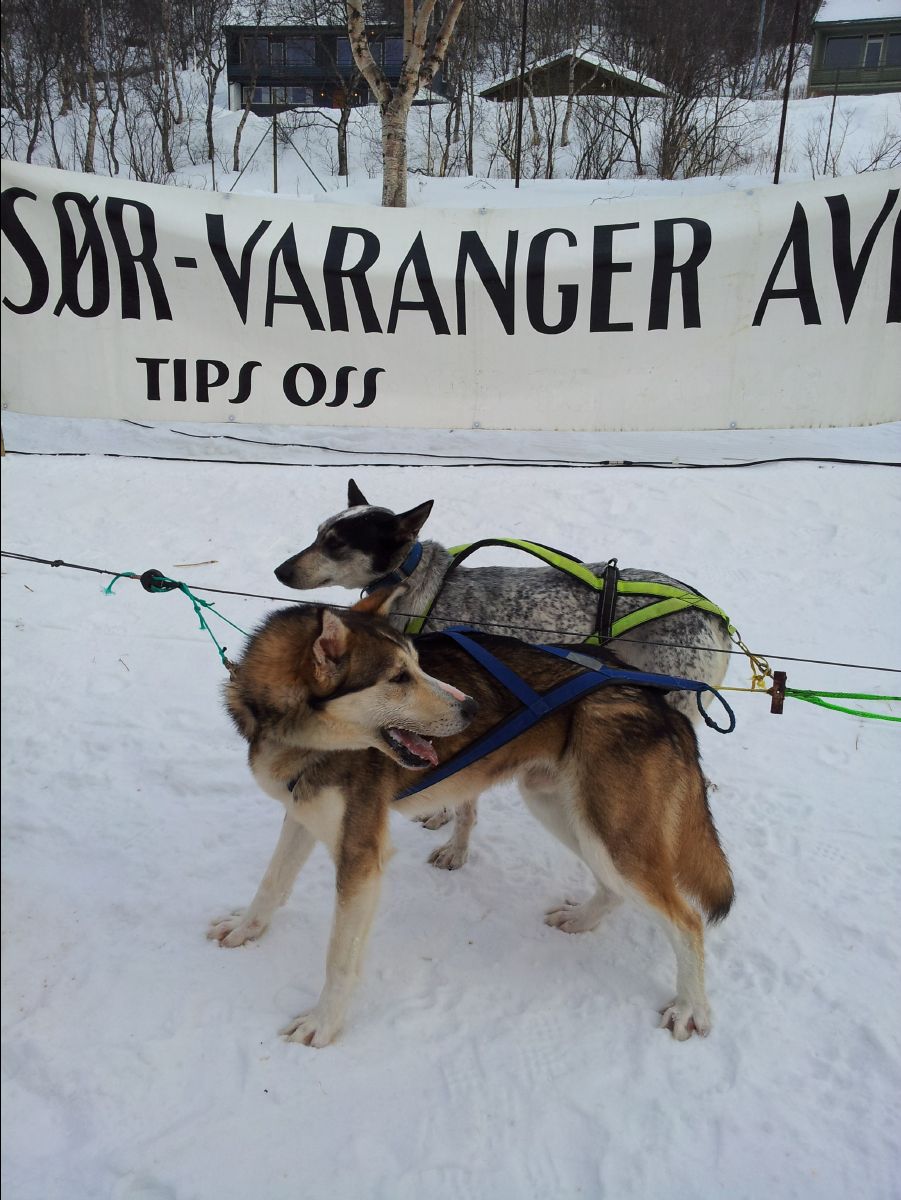 Dog Race03